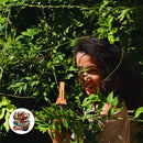 AboutCacao Cacao Love Rose No. 11 Oil Perfume, Natural Rose and Cacao extract, Long-lasting Fragrance